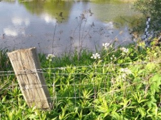 Rheinaue
